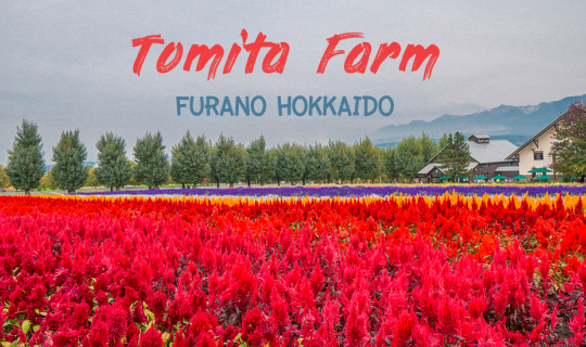 profile cover